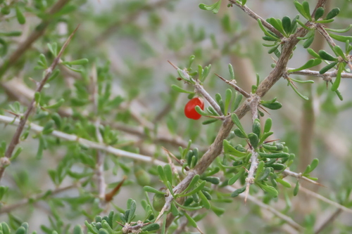 iNaturalist observation photo of Anderson Thornbush