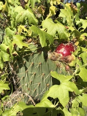Opuntia oricola