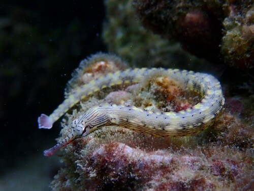 Bloodspot pipefish (Corythoichthys haematopterus) — Syngnathidae — 4