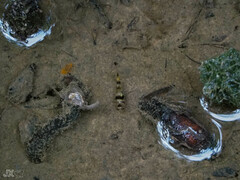 Kabili Bumblebee Goby photo 4