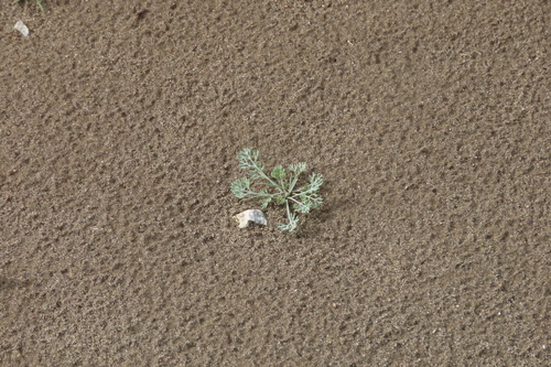 iNaturalist observation photo of Little Gold Poppy