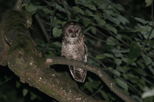 Himalayan Owl (Strix nivicolum), photo 9