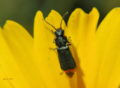 Haplomalachius flabellatus