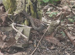 Zonotrichia albicollis