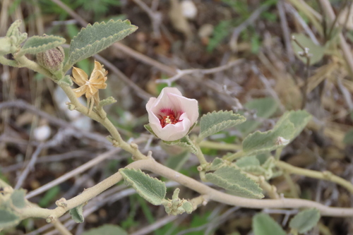 iNaturalist observation photo of Rock Hibiscus