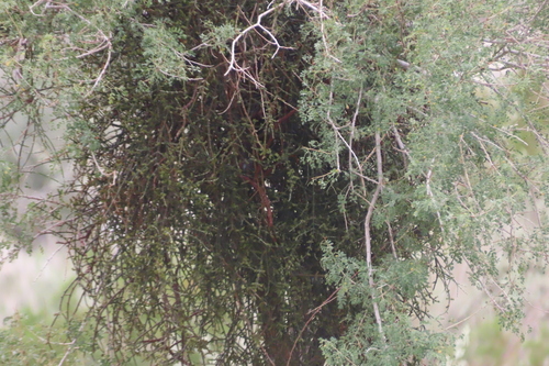 iNaturalist observation photo of Mesquite Mistletoe
