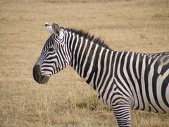 Equus quagga