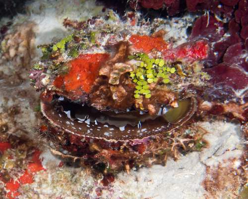 Spondylus americanus, 2024-02-04