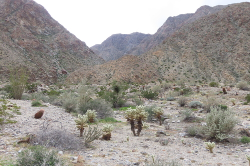 iNaturalist observation photo of Teddybear Cholla