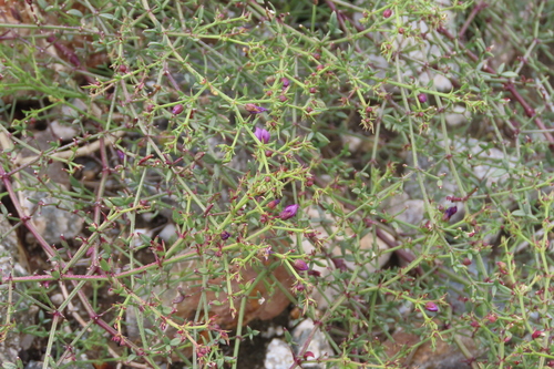 iNaturalist observation photo of California fagonbush