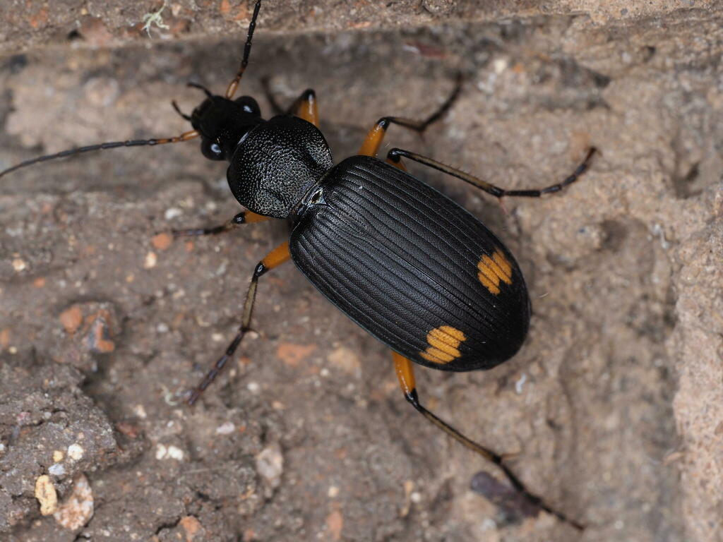 Chlaenius flaviguttatus