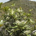Tarenna verticillata - Photo (c) hervevan, alguns direitos reservados (CC BY-NC)