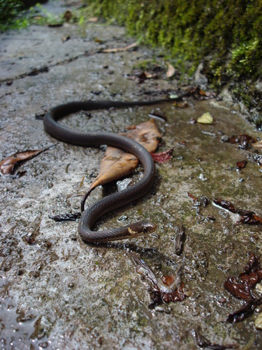 Western China Keelback