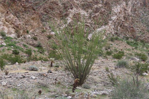iNaturalist observation photo of ocotillo