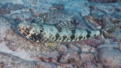 Sand Diver photo 4