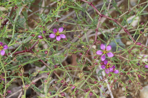 iNaturalist observation photo of California fagonbush