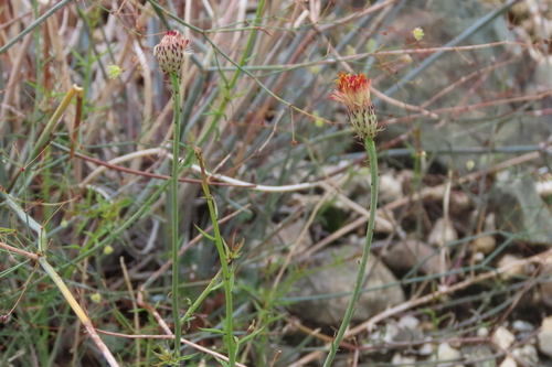 iNaturalist observation photo of San Felipe Dogweed