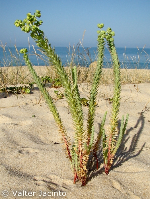 Euphorbia paralias