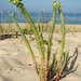 Euphorbia paralias - Photo (c) Valter Jacinto | Portugal, algunos derechos reservados (CC BY-NC-SA)