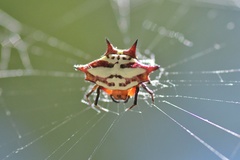 Gasteracantha sanguinolenta