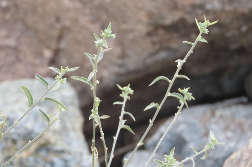 iNaturalist observation photo of Lance-leaved Ditaxis