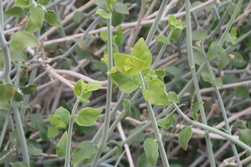 iNaturalist observation photo of chuparosa