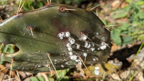 Cactus Scattered Cochineal photo 4