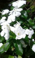 Catharanthus roseus