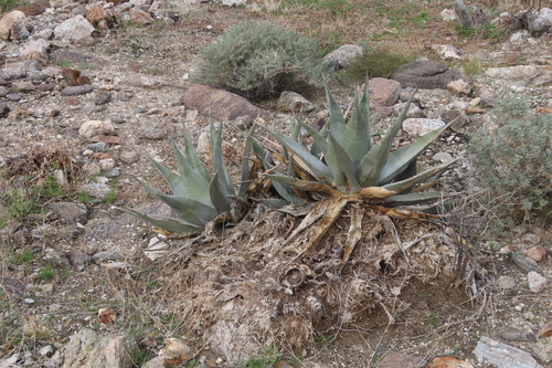 iNaturalist observation photo of desert agave