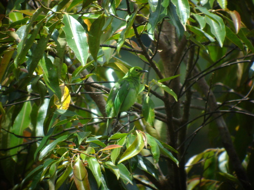 Sumatran Leafbird (Chloropsis media), photo 1
