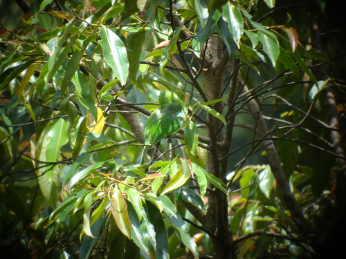 Sumatran Leafbird (Chloropsis media), photo 2