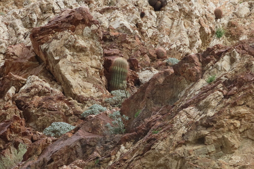 iNaturalist observation photo of California Barrel Cactus