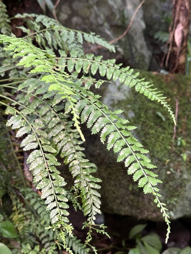 Asplenium tenerum iNat (1)