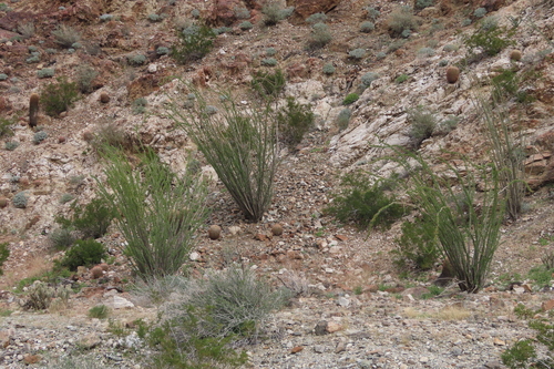 iNaturalist observation photo of ocotillo