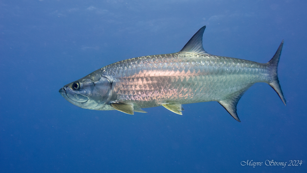 Tarpons