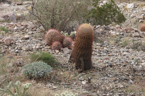 iNaturalist observation photo of California Barrel Cactus