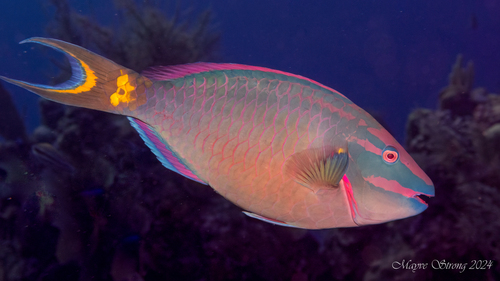 Photo of Stoplight parrotfish (Sparisoma viride)
