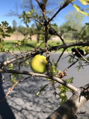 Andricus quercuscalifornicus