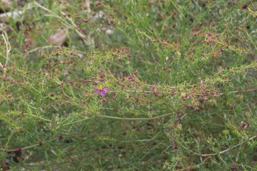 iNaturalist observation photo of California fagonbush