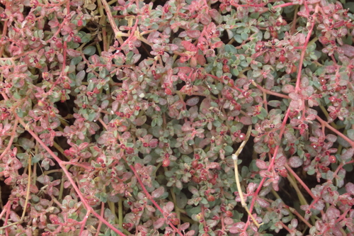 iNaturalist observation photo of smallseed sandmat