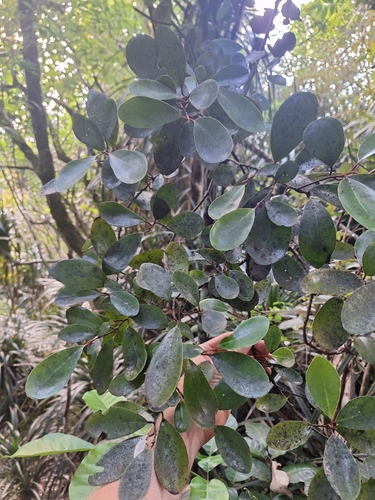 Pseudowintera insperata (Pseudowintera insperata)