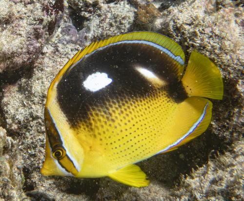 Fourspot Butterflyfish