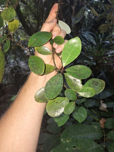 Image of Pseudowintera insperata by (c) Oscar Dove, some rights reserved (CC BY)