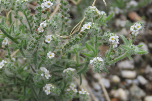 iNaturalist observation photo of narrow-leaved cryptantha