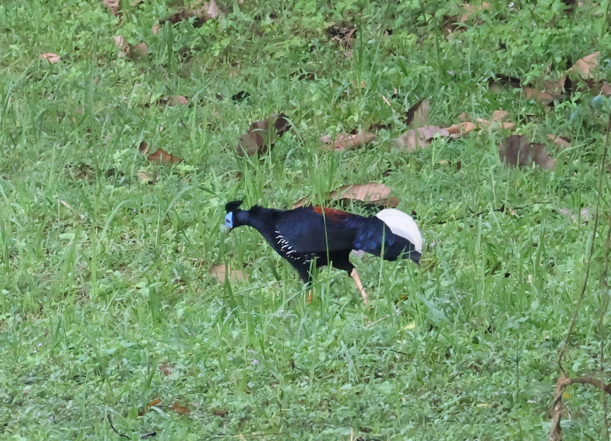 Bornean Crested Fireback
