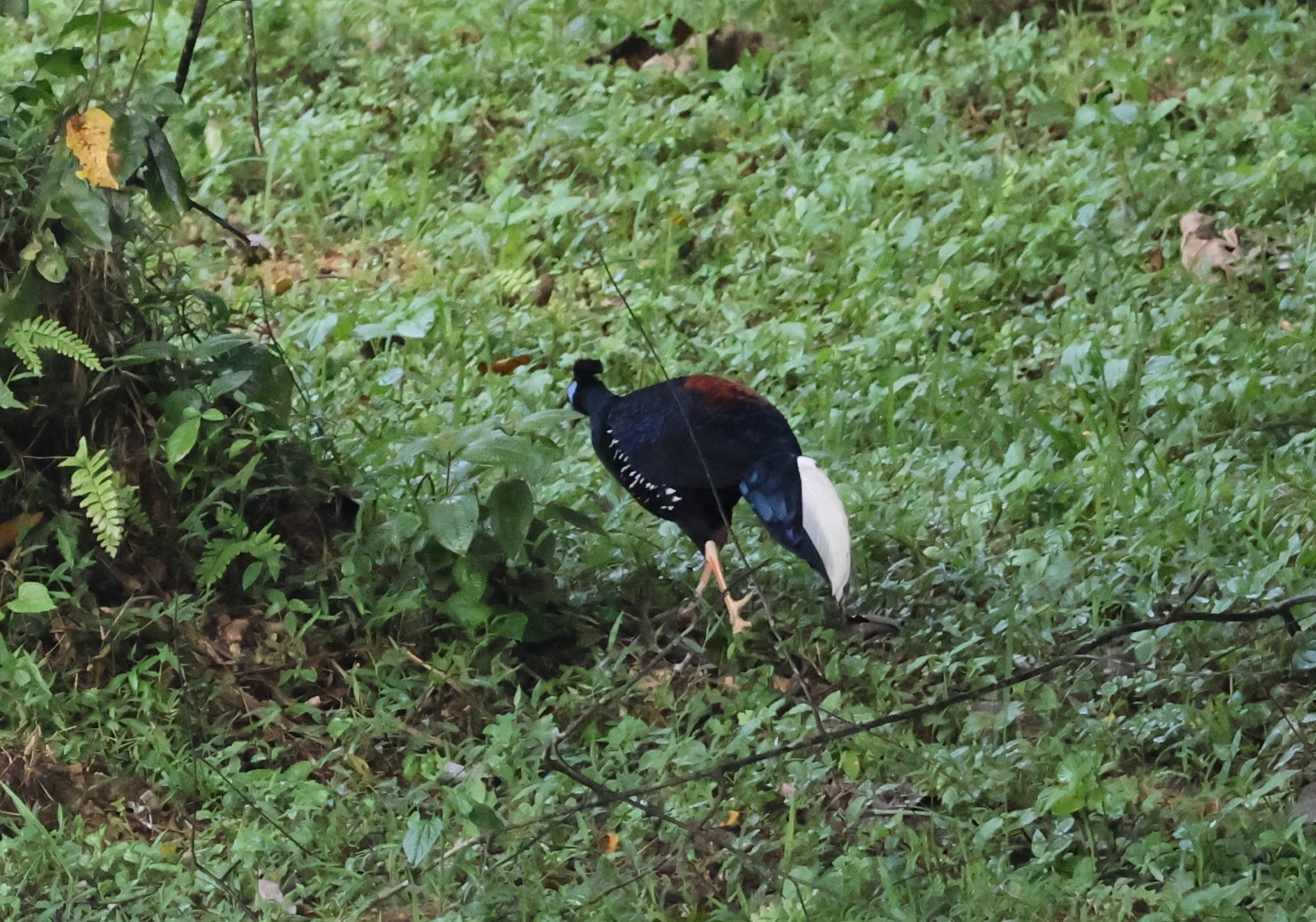 Bornean Crested Fireback