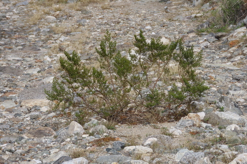 iNaturalist observation photo of Creosote Bush