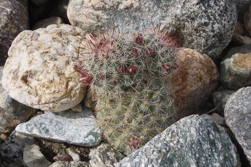 iNaturalist observation photo of Peninsular fishhook cactus