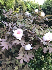 Paeonia × suffruticosa