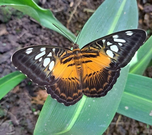 Parthenos tigrina van Vollenhoven, 1866